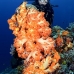 coral_soft_tb_v_0012_kom1531.jpg